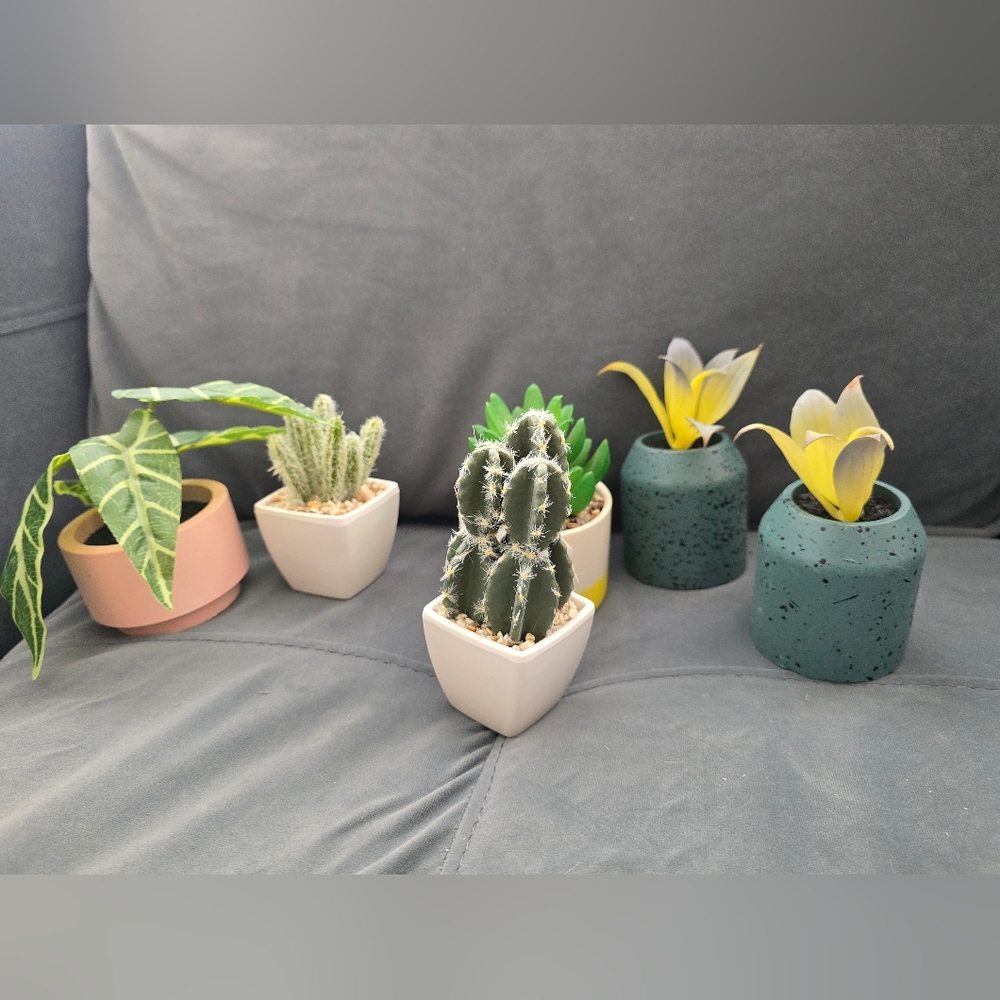 Set of Decorative Potted Succulents